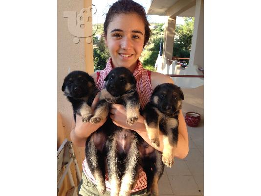 γερμανικος ποιμενικος